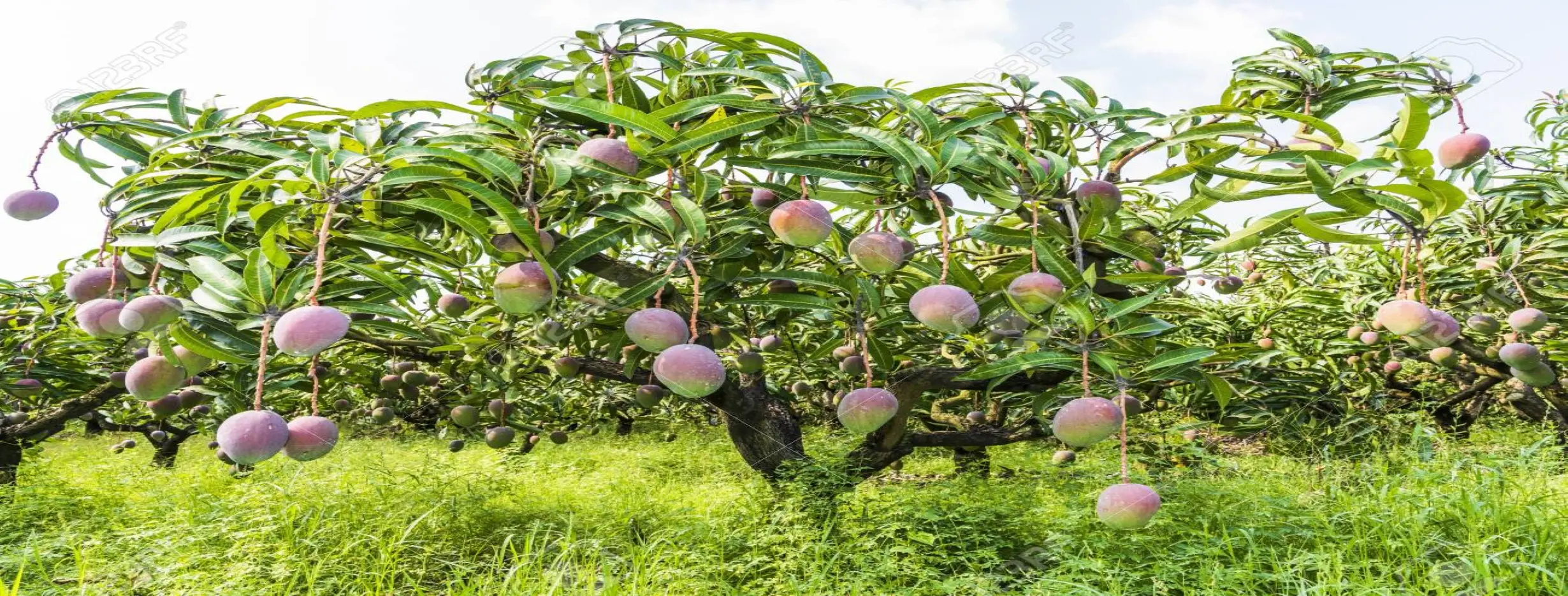 Image for Mango Orchards Delight